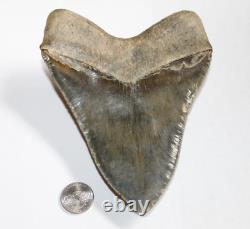 MEGALODON Shark Tooth Fossil NO Repair Natural 5.88 HUGE MUSEUM QUALITY