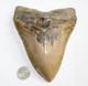Megalodon Shark Tooth Fossil No Repair Natural 5.95 Huge Beautiful Tooth