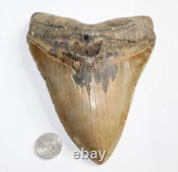 MEGALODON Shark Tooth Fossil NO Repair Natural 5.95 HUGE BEAUTIFUL TOOTH