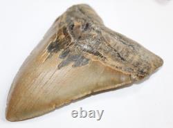 MEGALODON Shark Tooth Fossil NO Repair Natural 5.95 HUGE BEAUTIFUL TOOTH