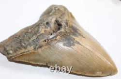 MEGALODON Shark Tooth Fossil NO Repair Natural 5.95 HUGE BEAUTIFUL TOOTH