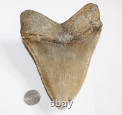 MEGALODON Shark Tooth Fossil NO Repair Natural 5.95 HUGE BEAUTIFUL TOOTH