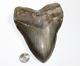 Megalodon Shark Tooth Fossil No Repair Natural 5.97 Huge Commercial Grade