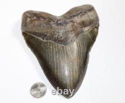 MEGALODON Shark Tooth Fossil NO Repair Natural 5.97 HUGE COMMERCIAL GRADE