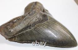 MEGALODON Shark Tooth Fossil NO Repair Natural 5.97 HUGE COMMERCIAL GRADE