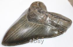 MEGALODON Shark Tooth Fossil NO Repair Natural 5.97 HUGE COMMERCIAL GRADE