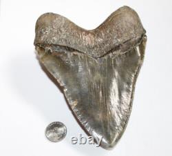 MEGALODON Shark Tooth Fossil NO Repair Natural 5.97 HUGE COMMERCIAL GRADE