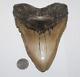 Megalodon Shark Tooth Fossil No Repair Natural 6.42 Huge Beautiful Tooth