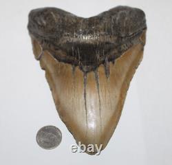 MEGALODON Shark Tooth Fossil NO Repair Natural 6.42 HUGE BEAUTIFUL TOOTH