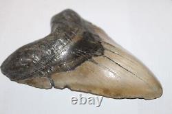 MEGALODON Shark Tooth Fossil NO Repair Natural 6.42 HUGE BEAUTIFUL TOOTH