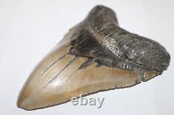 MEGALODON Shark Tooth Fossil NO Repair Natural 6.42 HUGE BEAUTIFUL TOOTH
