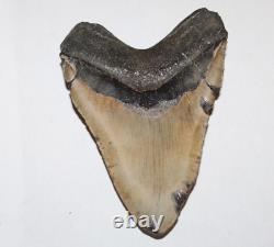 MEGALODON Shark Tooth Fossil NO Repair Natural 6.42 HUGE BEAUTIFUL TOOTH
