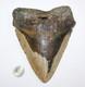 Megalodon Shark Tooth Fossil No Repair Natural 6.43 Huge Beautiful Tooth