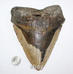MEGALODON Shark Tooth Fossil NO Repair Natural 6.43 HUGE BEAUTIFUL TOOTH