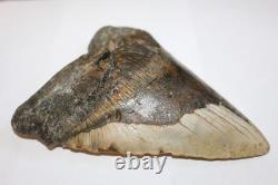 MEGALODON Shark Tooth Fossil NO Repair Natural 6.43 HUGE BEAUTIFUL TOOTH
