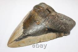 MEGALODON Shark Tooth Fossil NO Repair Natural 6.43 HUGE BEAUTIFUL TOOTH