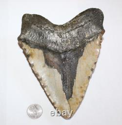 MEGALODON Shark Tooth Fossil NO Repair Natural 6.43 HUGE BEAUTIFUL TOOTH