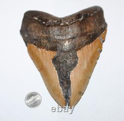 MEGALODON Shark Tooth Fossil NO Repair Natural 6.47 HUGE BEAUTIFUL TOOTH