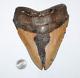 Megalodon Shark Tooth Fossil No Repair Natural 6.47 Huge Beautiful Tooth
