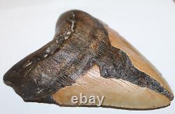 MEGALODON Shark Tooth Fossil NO Repair Natural 6.47 HUGE BEAUTIFUL TOOTH