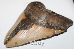 MEGALODON Shark Tooth Fossil NO Repair Natural 6.47 HUGE BEAUTIFUL TOOTH