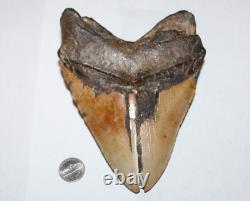MEGALODON Shark Tooth Fossil NO Repair Natural 6.47 HUGE BEAUTIFUL TOOTH