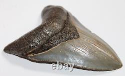 MEGALODON Shark Tooth Fossil Natural NO Repair 4.55 HUGE MUSEUM QUALITY