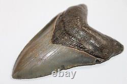 MEGALODON Shark Tooth Fossil Natural NO Repair 4.55 HUGE MUSEUM QUALITY