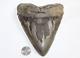 Megalodon Shark Tooth Fossil Natural No Repair 6.02 Huge Beautiful Tooth