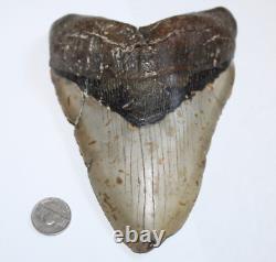 MEGALODON Shark Tooth Fossil Natural NO Repair 6.43 HUGE BEAUTIFUL TOOTH
