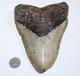 Megalodon Shark Tooth Fossil Natural No Repair 6.43 Huge Beautiful Tooth