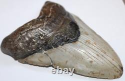 MEGALODON Shark Tooth Fossil Natural NO Repair 6.43 HUGE BEAUTIFUL TOOTH