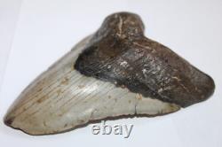 MEGALODON Shark Tooth Fossil Natural NO Repair 6.43 HUGE BEAUTIFUL TOOTH