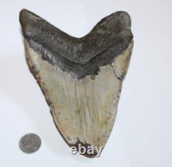 MEGALODON Shark Tooth Fossil Natural NO Repair 6.43 HUGE BEAUTIFUL TOOTH