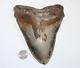 Megalodon Shark Tooth Fossil Natural No Repair 6.69 Huge Beautiful Tooth