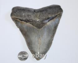 MEGALODON Shark Tooth Fossil Natural No Repair 5.80 HUGE COMMERCIAL GRADE