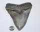 Megalodon Shark Tooth Fossil Natural No Repair 5.80 Huge Commercial Grade