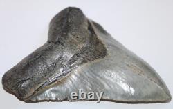 MEGALODON Shark Tooth Fossil Natural No Repair 5.80 HUGE COMMERCIAL GRADE