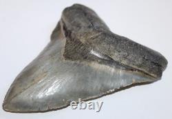 MEGALODON Shark Tooth Fossil Natural No Repair 5.80 HUGE COMMERCIAL GRADE