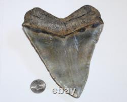 MEGALODON Shark Tooth Fossil Natural No Repair 5.80 HUGE COMMERCIAL GRADE