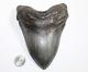 Megalodon Shark Tooth Fossil Natural No Repair 5.87 Huge Museum Quality