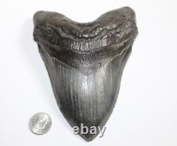 MEGALODON Shark Tooth Fossil Natural No Repair 5.87 HUGE MUSEUM QUALITY