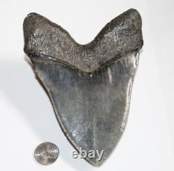 MEGALODON Shark Tooth Fossil Natural No Repair 5.87 HUGE MUSEUM QUALITY