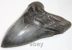 MEGALODON Shark Tooth Fossil Natural No Repair 5.87 HUGE MUSEUM QUALITY
