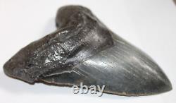 MEGALODON Shark Tooth Fossil Natural No Repair 5.87 HUGE MUSEUM QUALITY