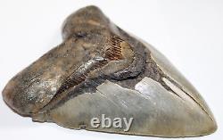 MEGALODON Shark Tooth Fossil Natural No Repair 5.90 HUGE BEAUTIFUL TOOTH