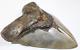 Megalodon Shark Tooth Fossil Natural No Repair 5.90 Huge Beautiful Tooth