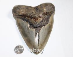 MEGALODON Shark Tooth Fossil Natural No Repair 5.90 HUGE BEAUTIFUL TOOTH