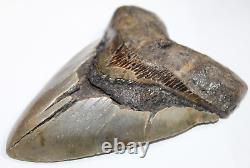 MEGALODON Shark Tooth Fossil Natural No Repair 5.90 HUGE BEAUTIFUL TOOTH