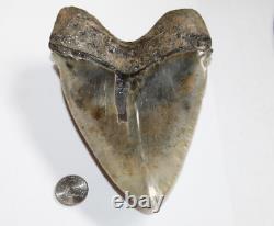 MEGALODON Shark Tooth Fossil Natural No Repair 5.90 HUGE BEAUTIFUL TOOTH